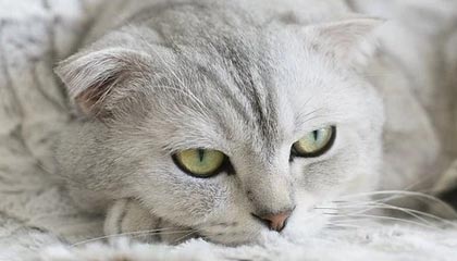 冰雪传奇点卡版官方正版：游戏特色与正版保障